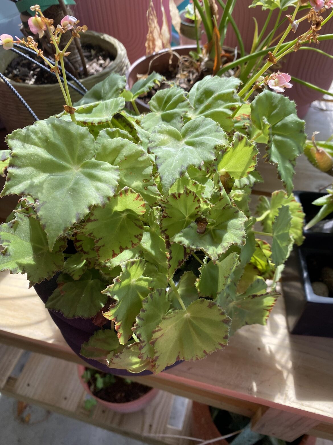 Finally flowering!