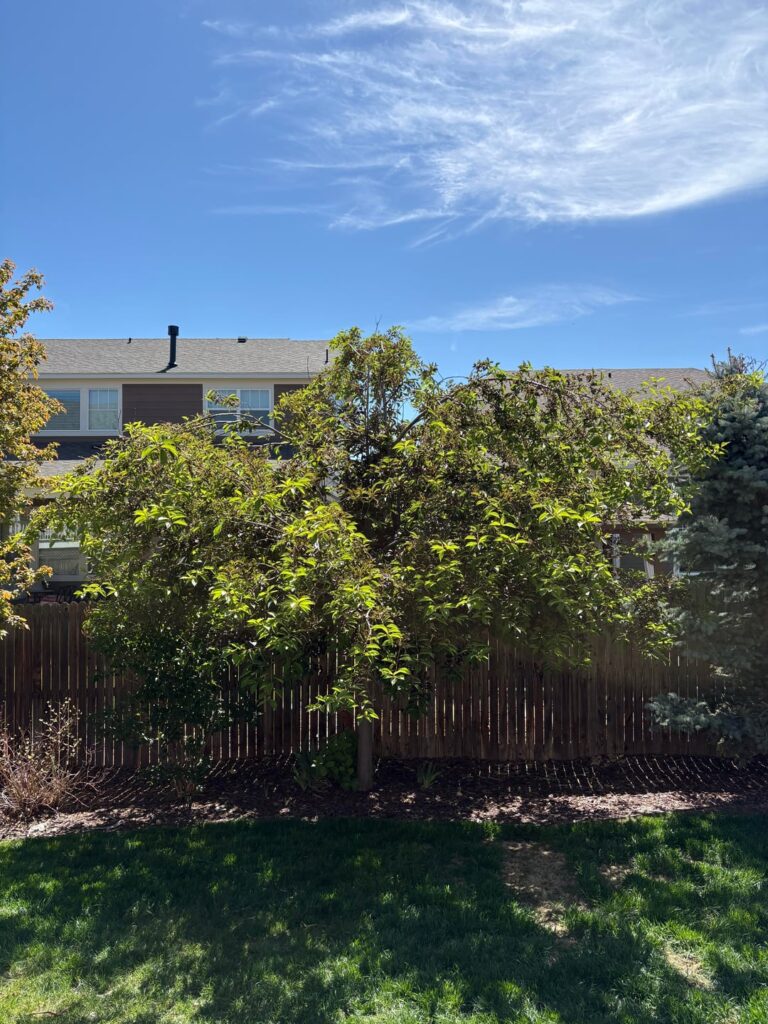Last season snow made this tree depressed. Anything I should do to cheer it up?