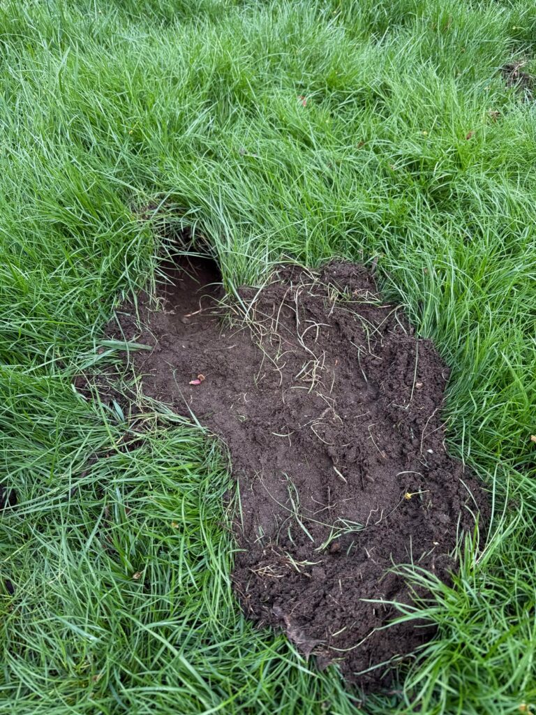 Someone decided to make a new home in my lawn. Is there anything you can do to prevent this? Located in MA