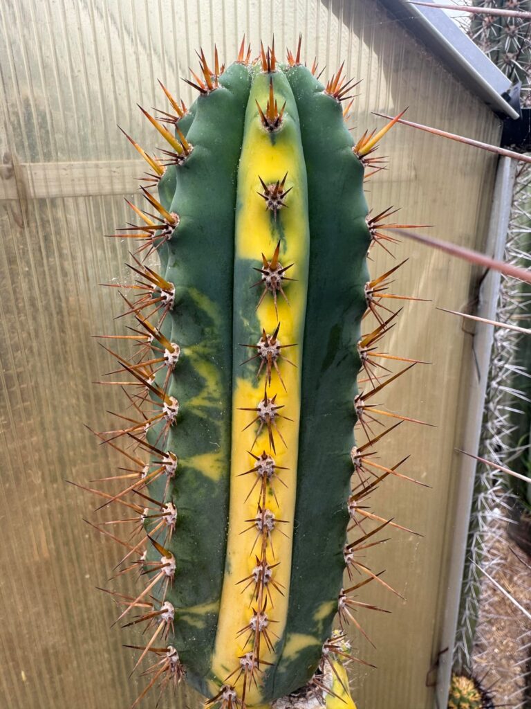 Frosty Variegated Trichocereus