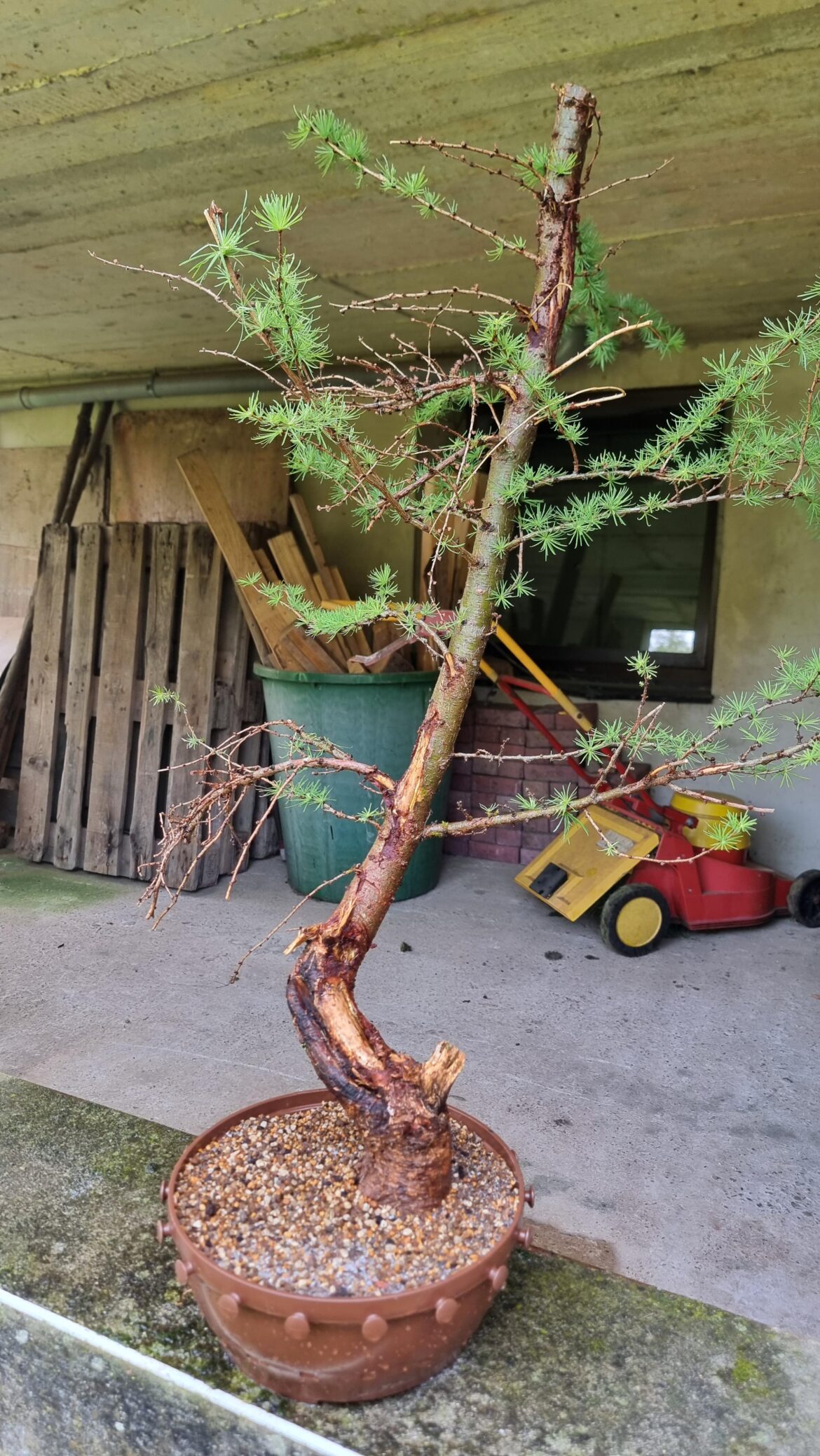 Once in a lifetime yamadori
