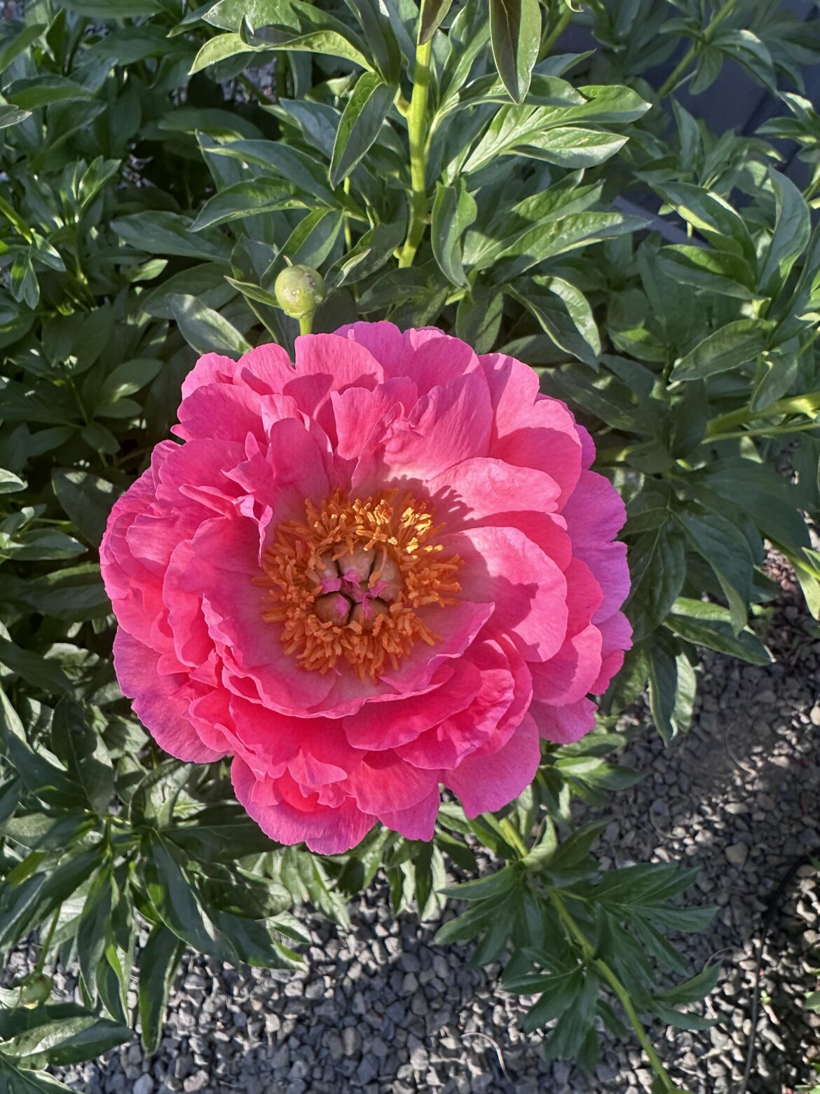 Coral Peony