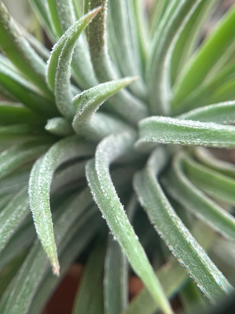 Airplant Appreciation
