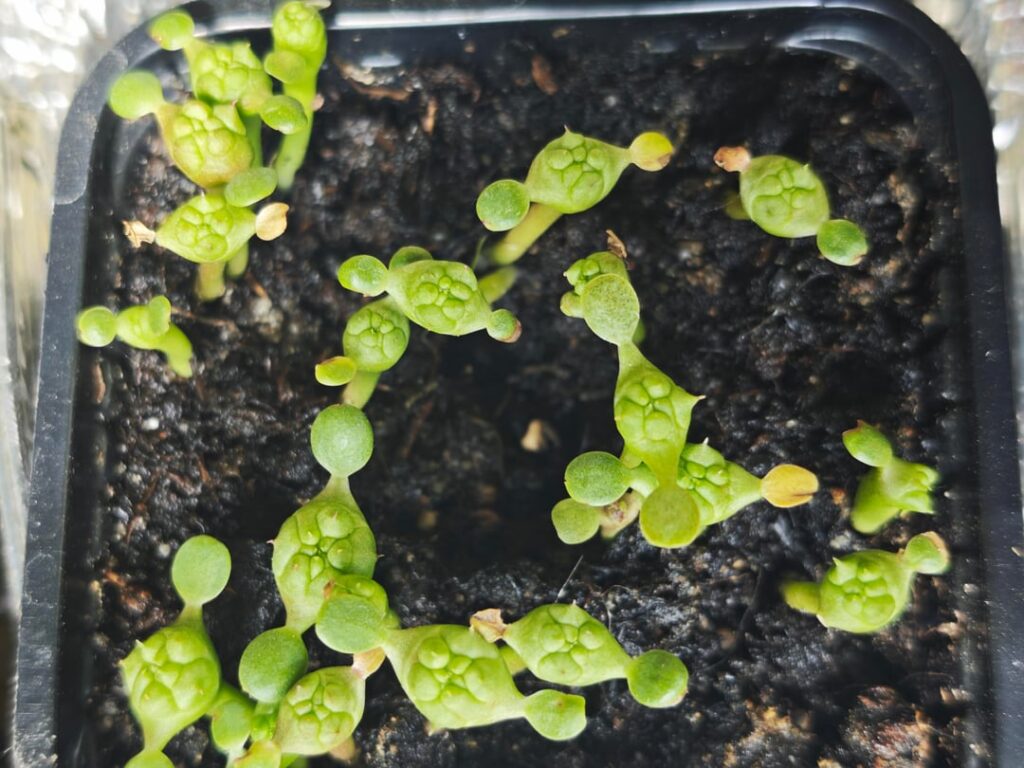 E obesa seedling...or is it baby Yodas?