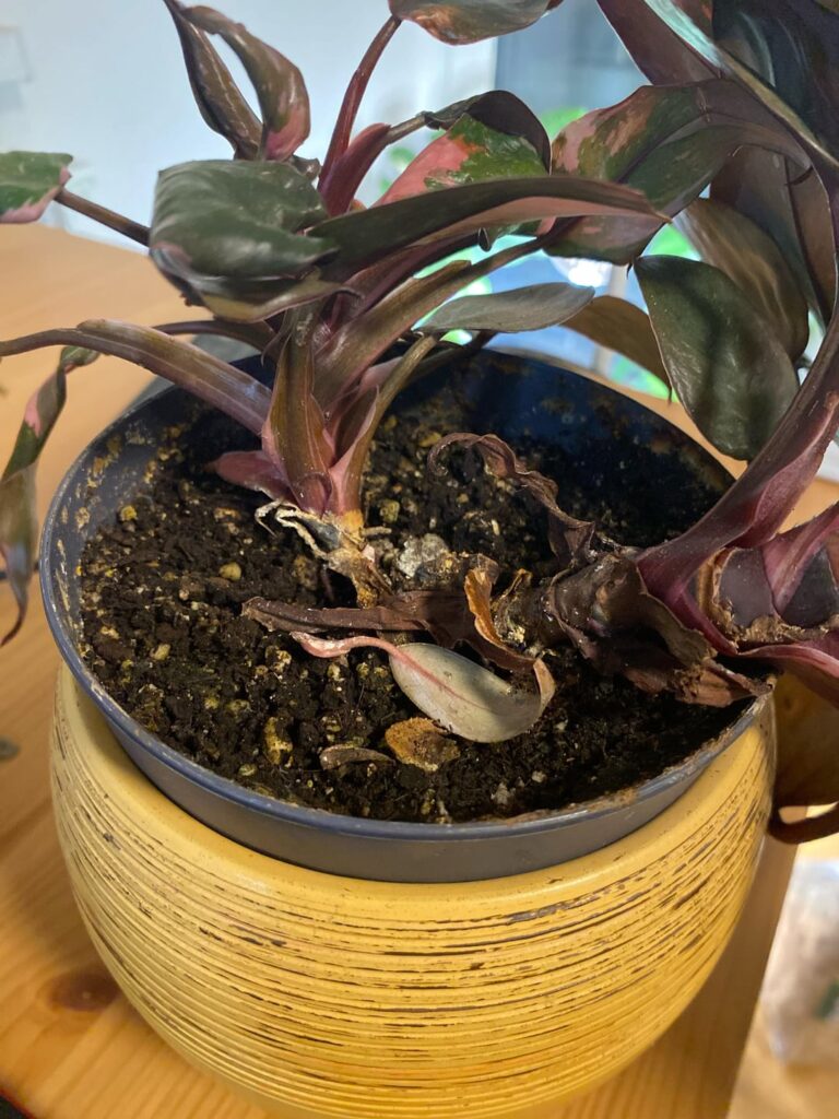Should I chop my new Pink Princess when I repot? Should I chop my new Pink Princess when I repot?