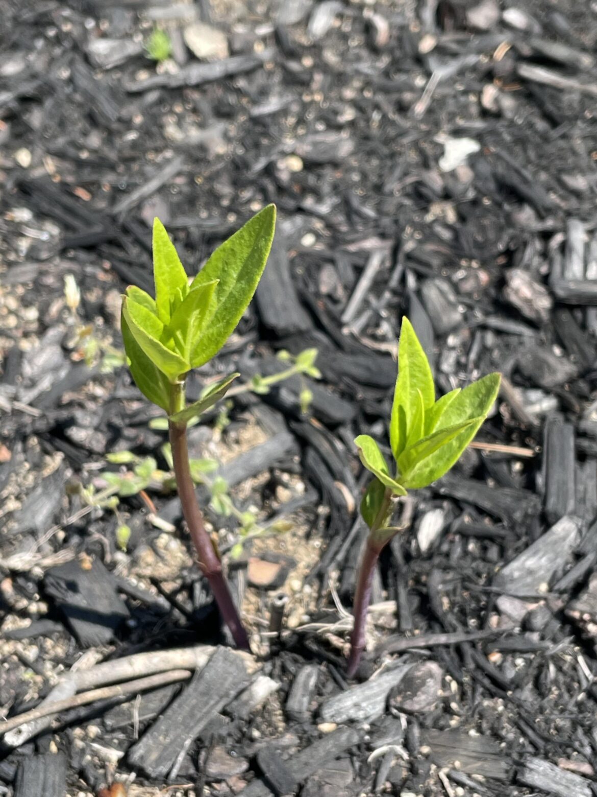 Is this milkweed?