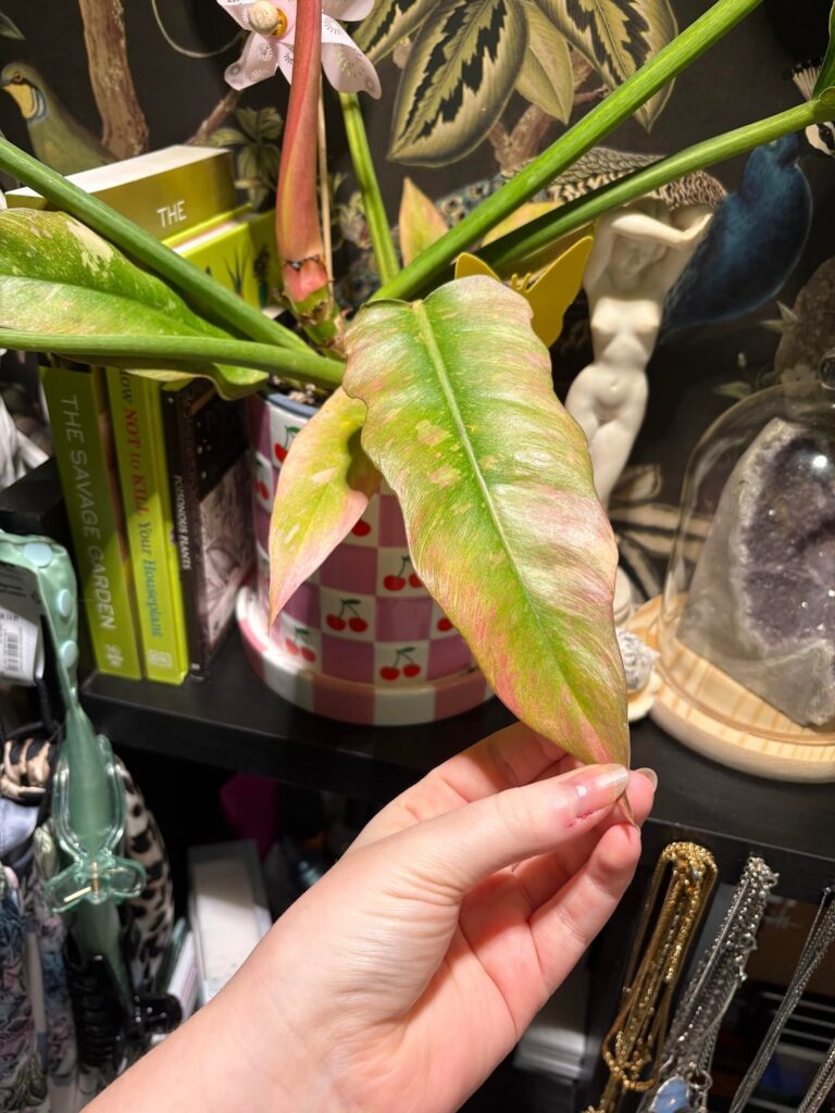 Will sun stress kill my ROF?