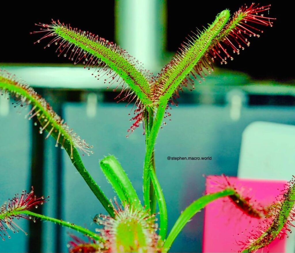 My new drosera Hercules My new drosera Hercules