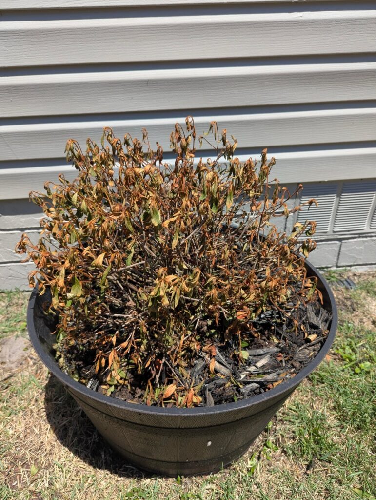 Can anyone help to diagnose my azalea?