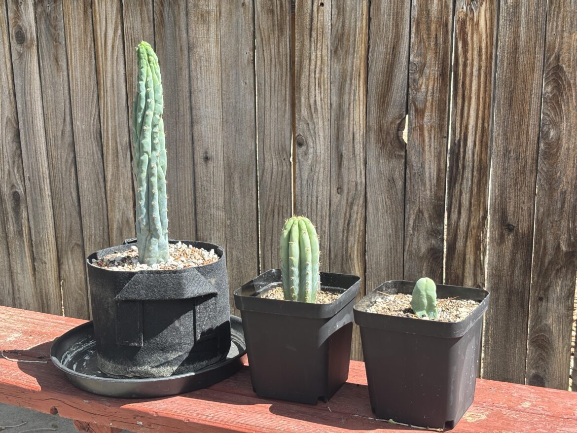 Just picked up my first ones!