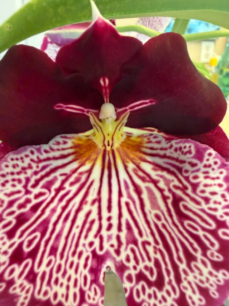 Miltoniopsis Breathless ‘Beauty’ Miltoniopsis Breathless ‘Beauty’