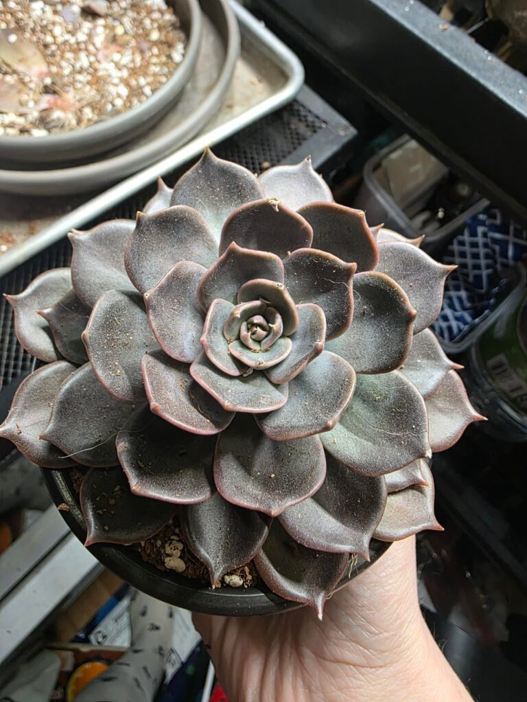 What kind is she? Idk but shes a QUEEN.