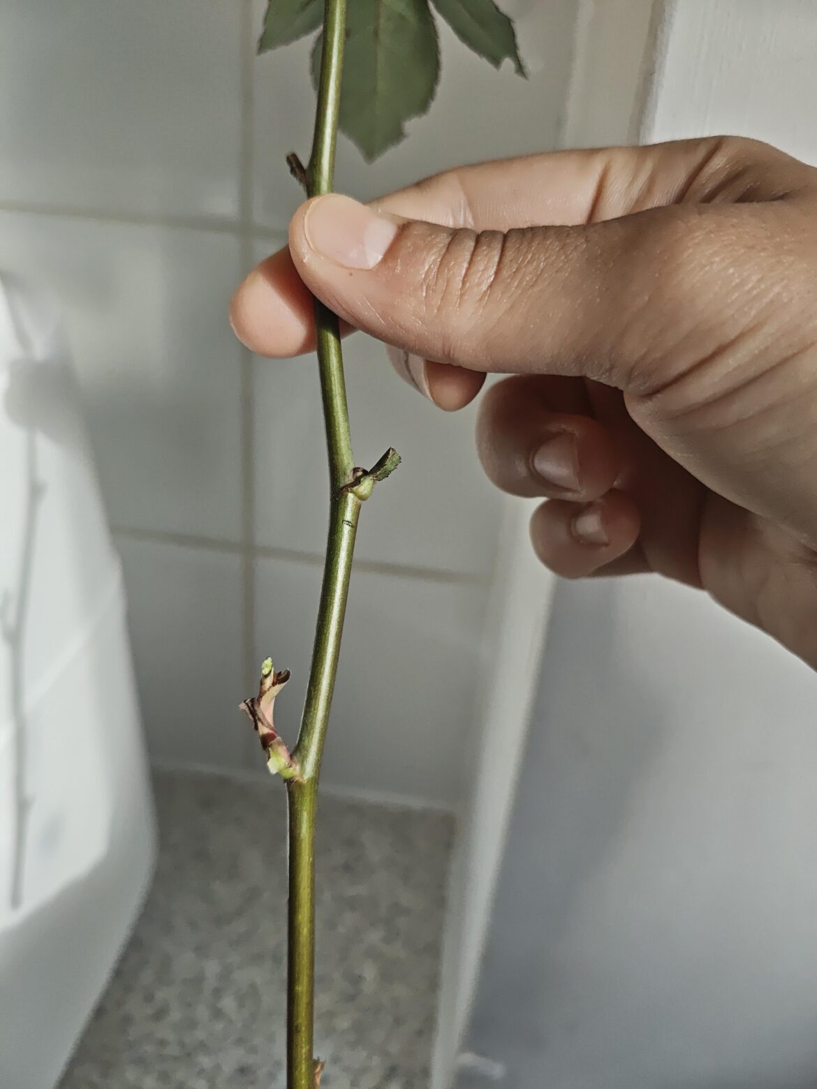 Rose cuttings from a bouquet Rose cuttings from a bouquet