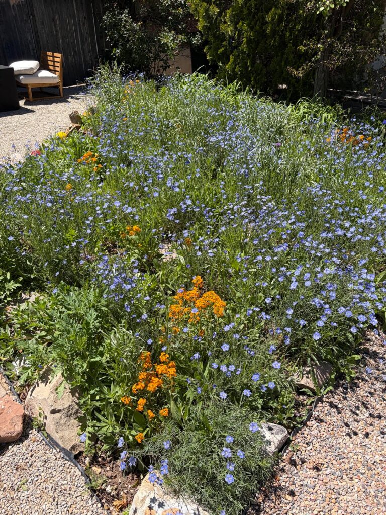 Wildflowers are popping off!