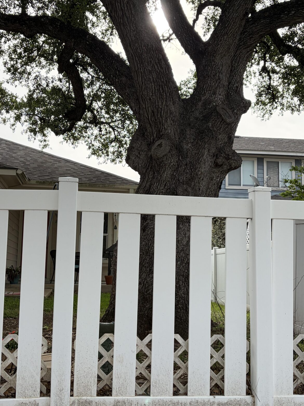 Question about massive oak tree 15 feet from home. Question about massive oak tree 15 feet from home.