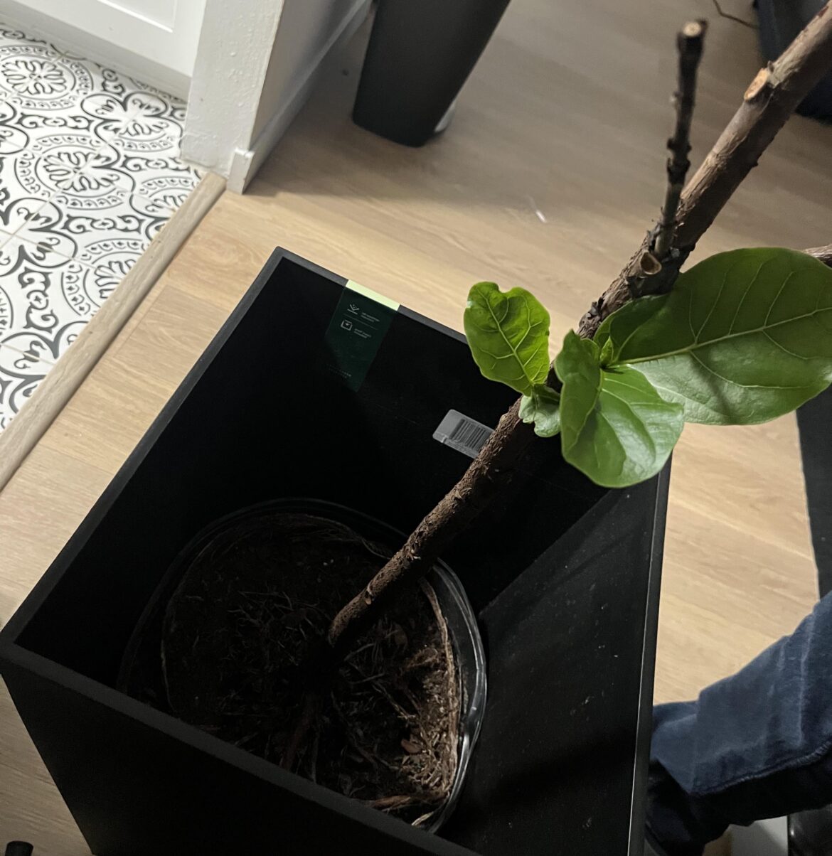 Meet Penelope my fiddle stick