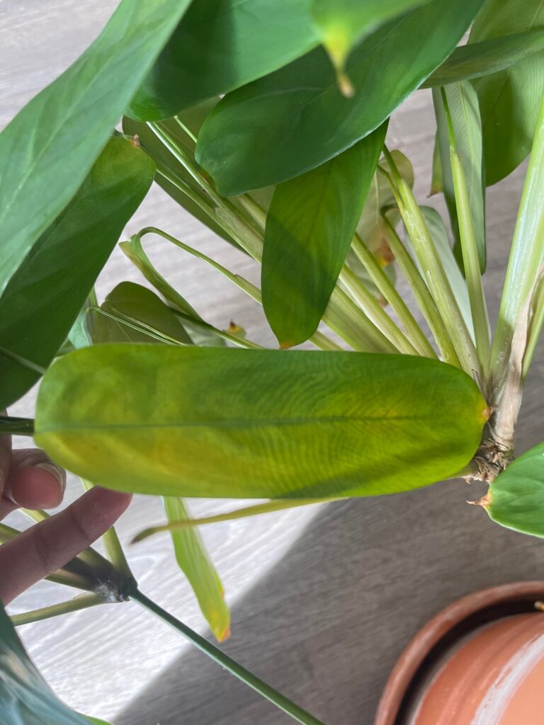Help with plant?