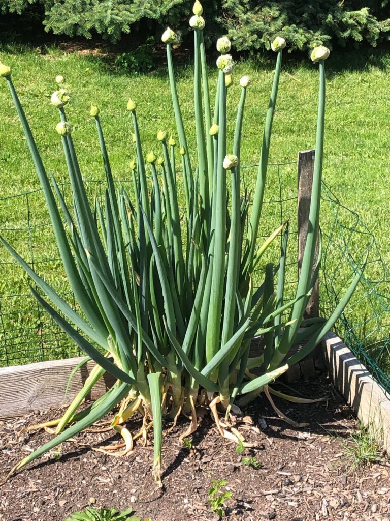 Overwintered green onions