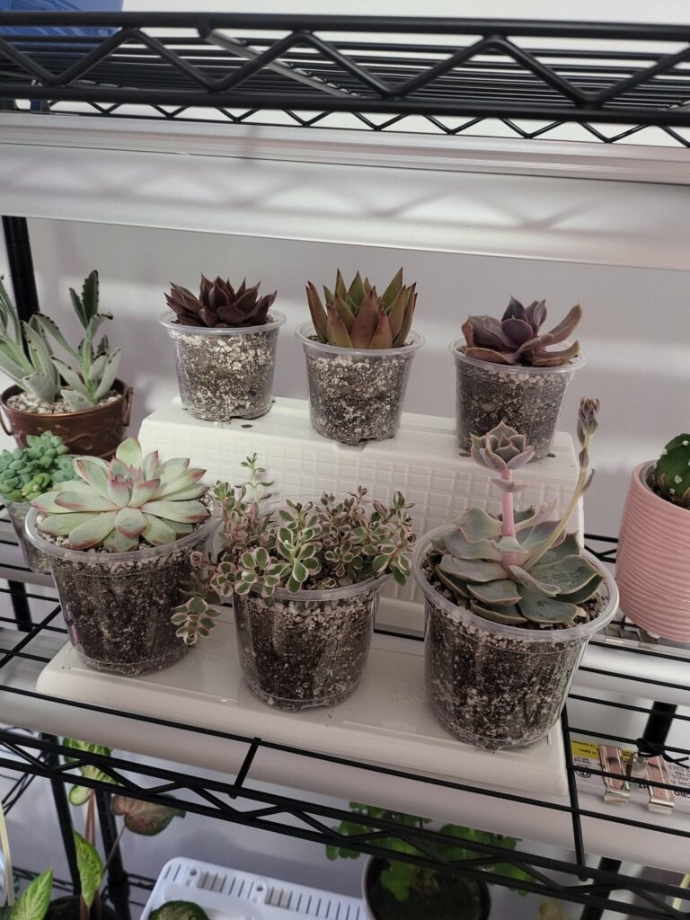 Do big chain stores ever sell “rare” succulent types? Do big chain stores ever sell "rare" succulent types?