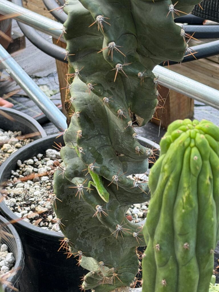 Garden Security