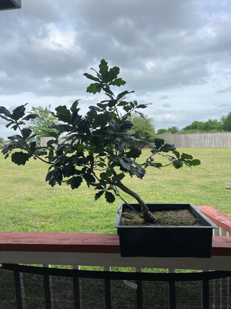 My 17 year old English Oak