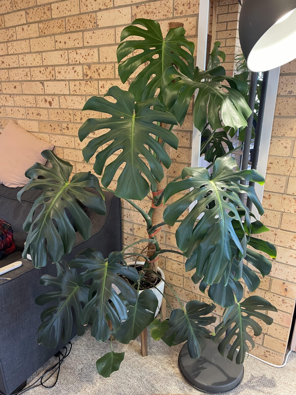 How do I Monsteramax this plant?