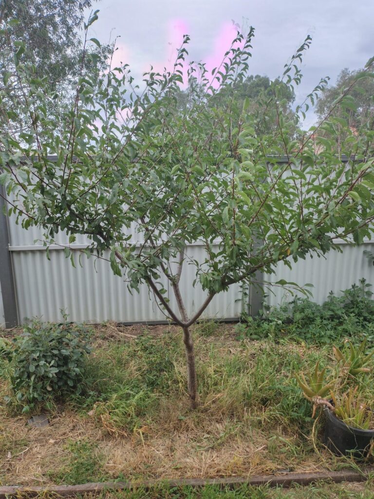 Is this a Japanese or European plum? Is this a Japanese or European plum?