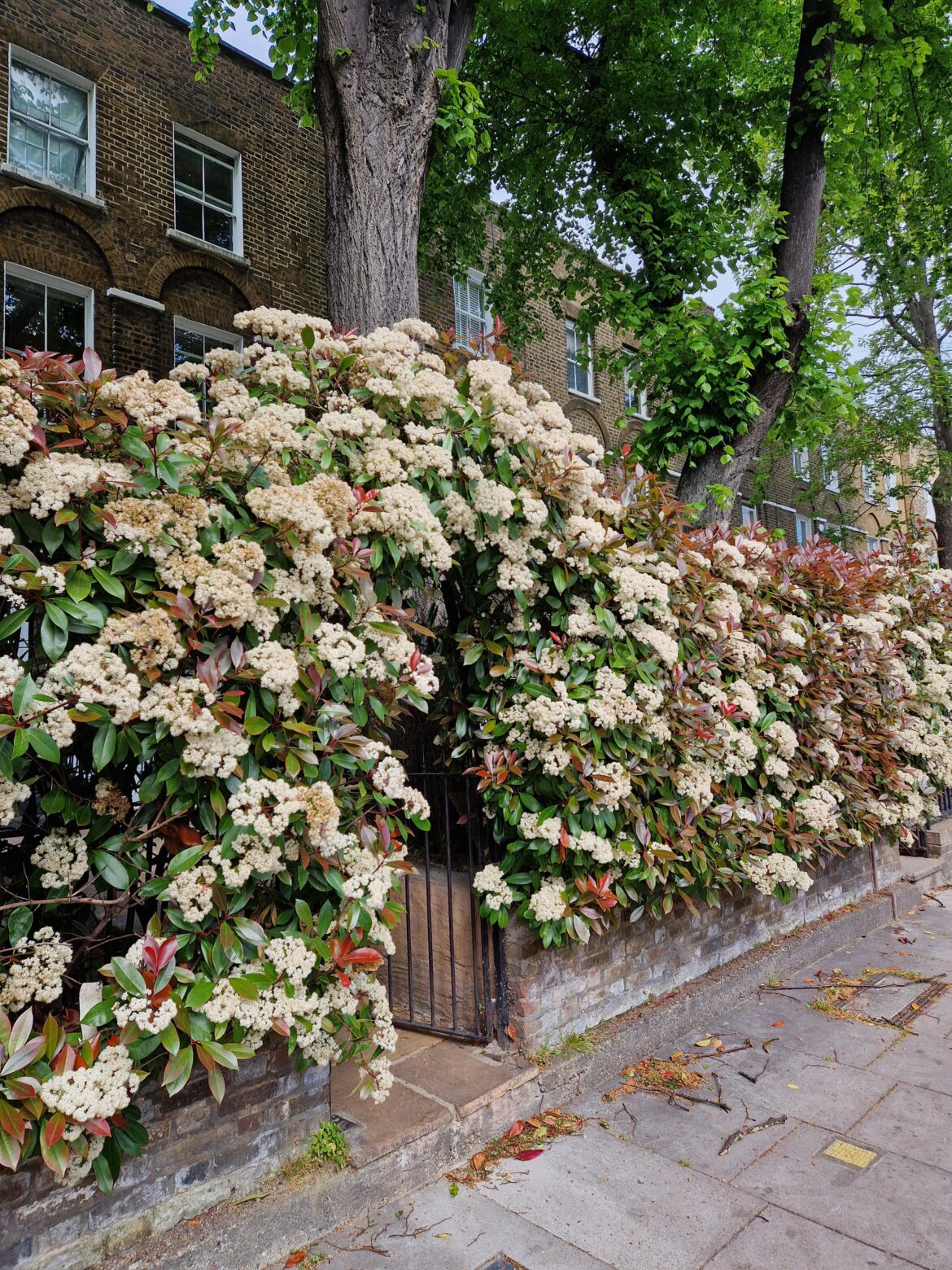 Photinia arch.