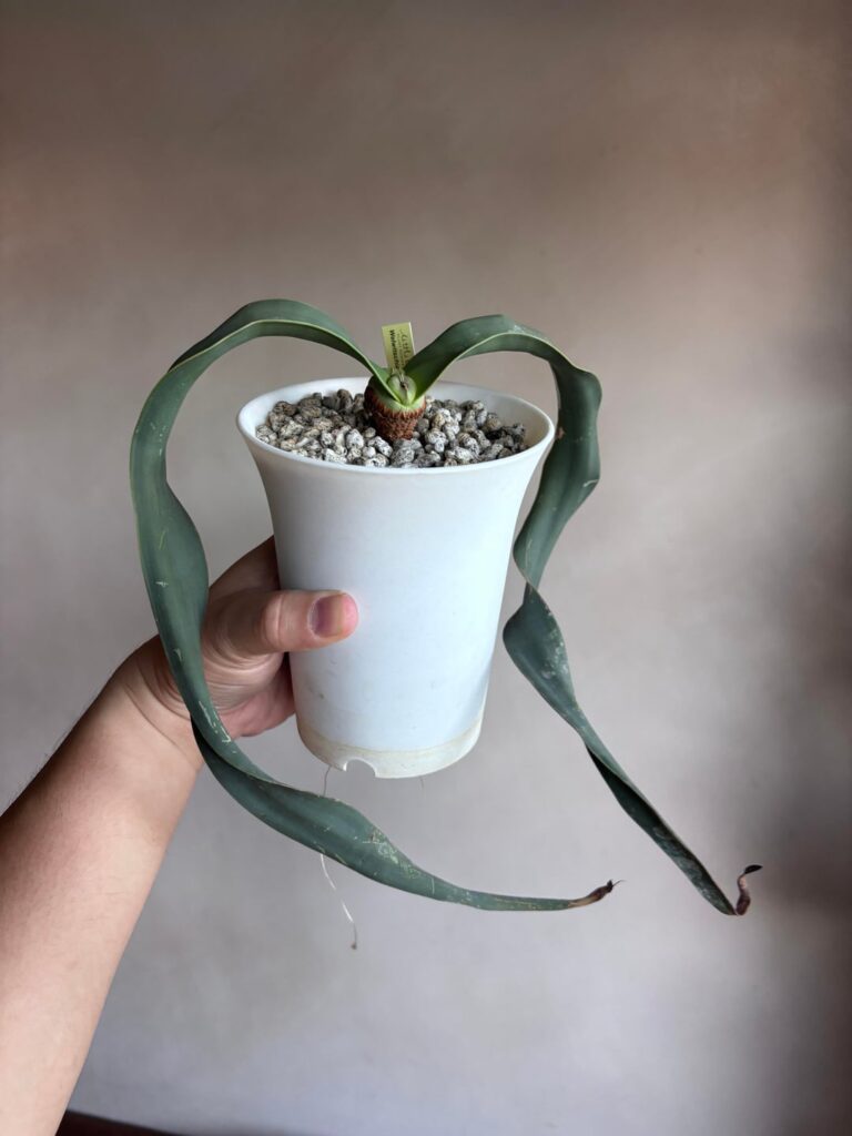 Repot welwitschia mirabilis