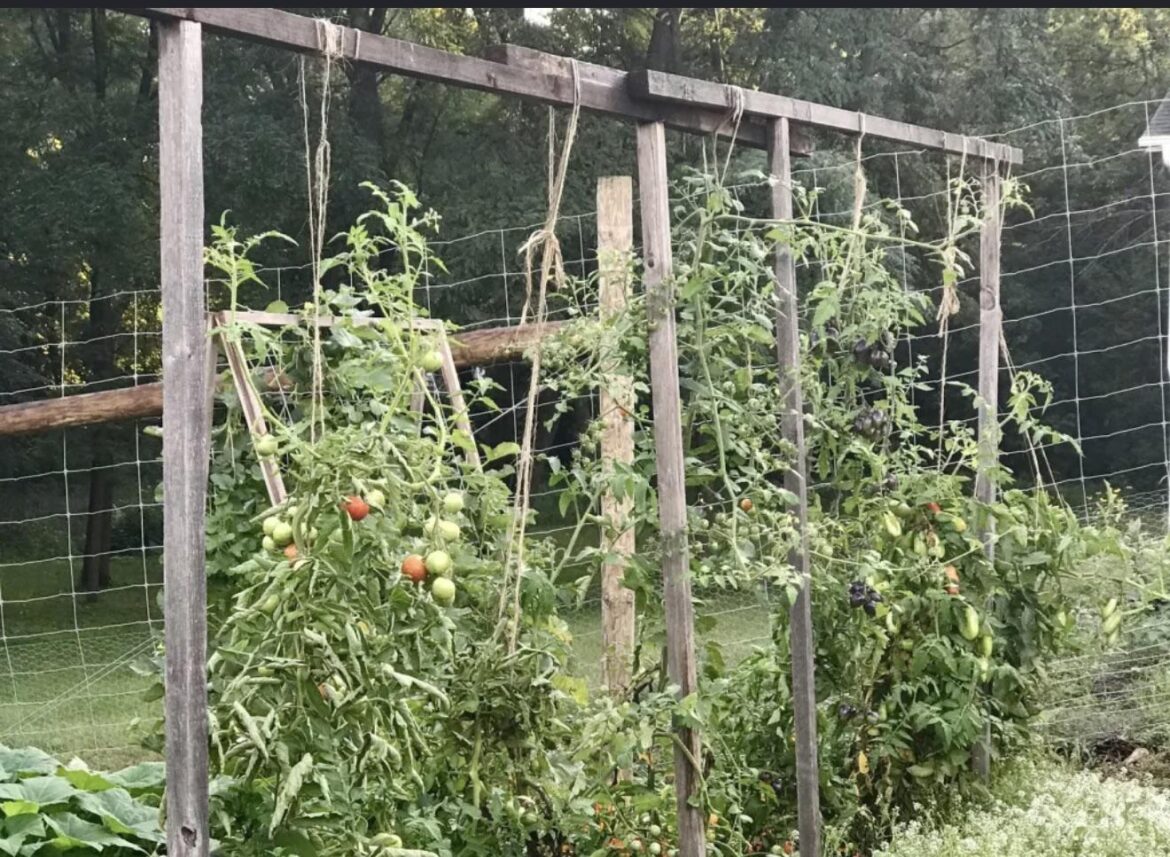 Those of you that grow tomatoes and peppers on a string trellis… Those of you that grow tomatoes and peppers on a string trellis…