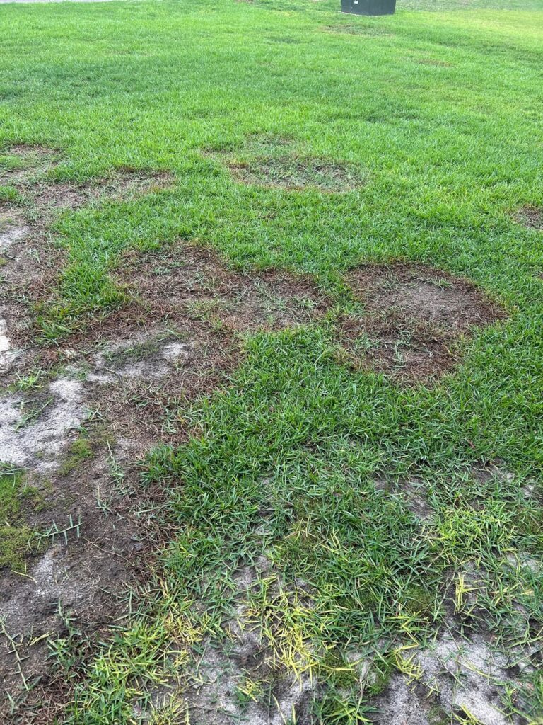 What is wrong with my lawn? What is wrong with my lawn?