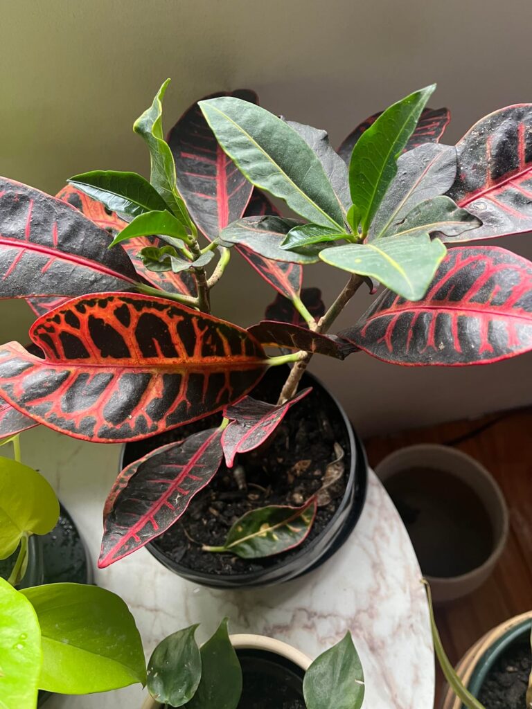 Mi croton no crece y tira las hojas