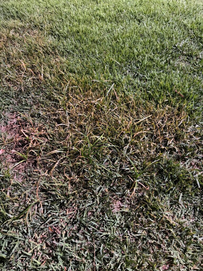 Sprayed nutsedge w/ Solitaire - is this a normal reaction?