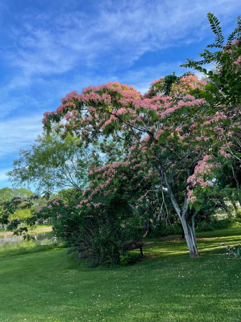 Bought a house this year and this tree started putting out loads of flowers. What is this?