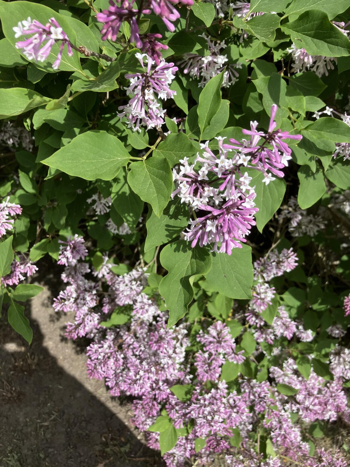 Identity this plant please- Very sweet smelling flowers.