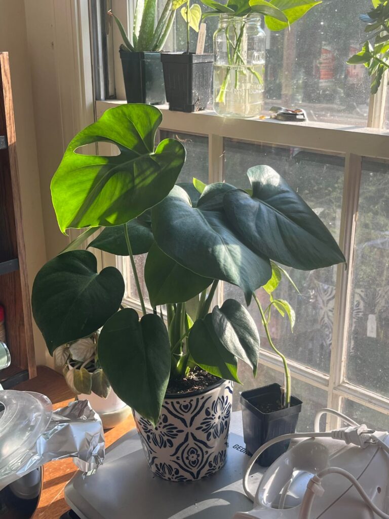 Help a new monstera owner out!!