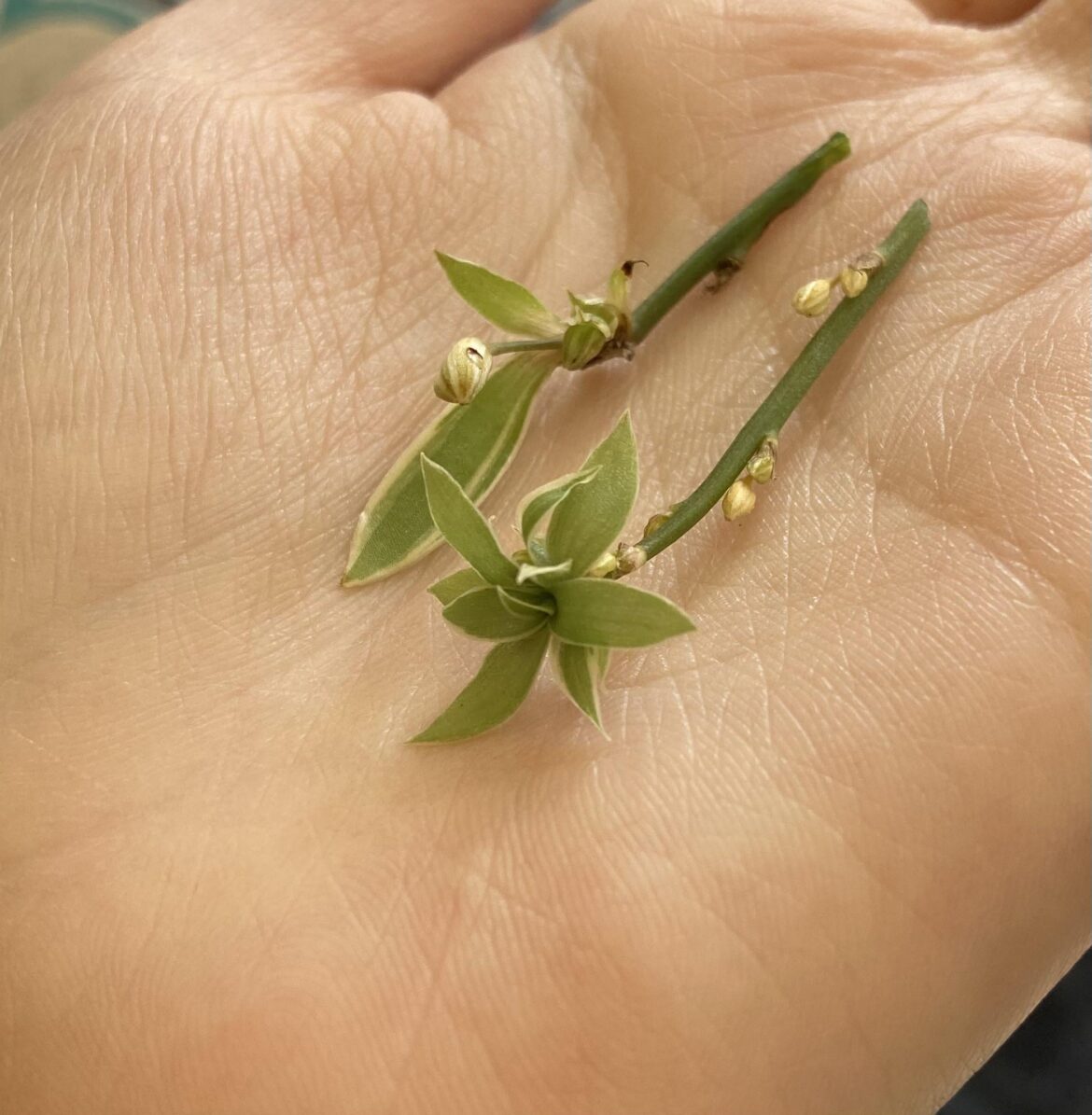 is it possible to prob spider plant babies this young?