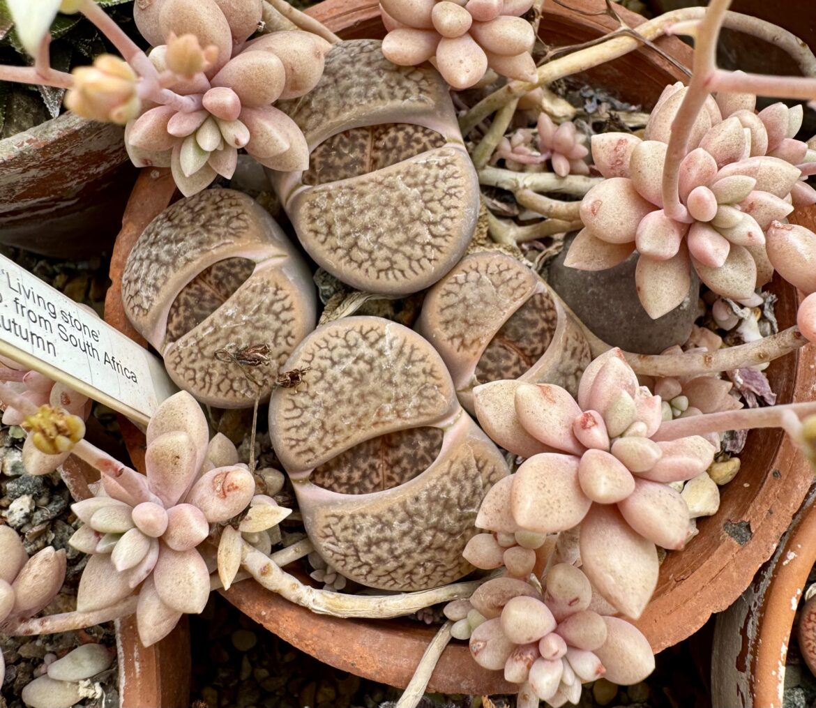 Lithops with friends