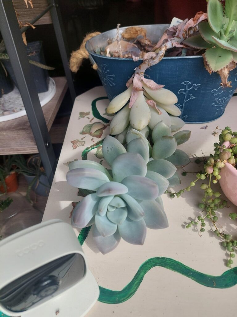 Long plant