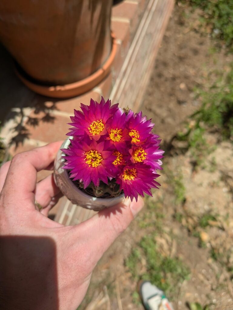 25¢ rescue rewards with blooms