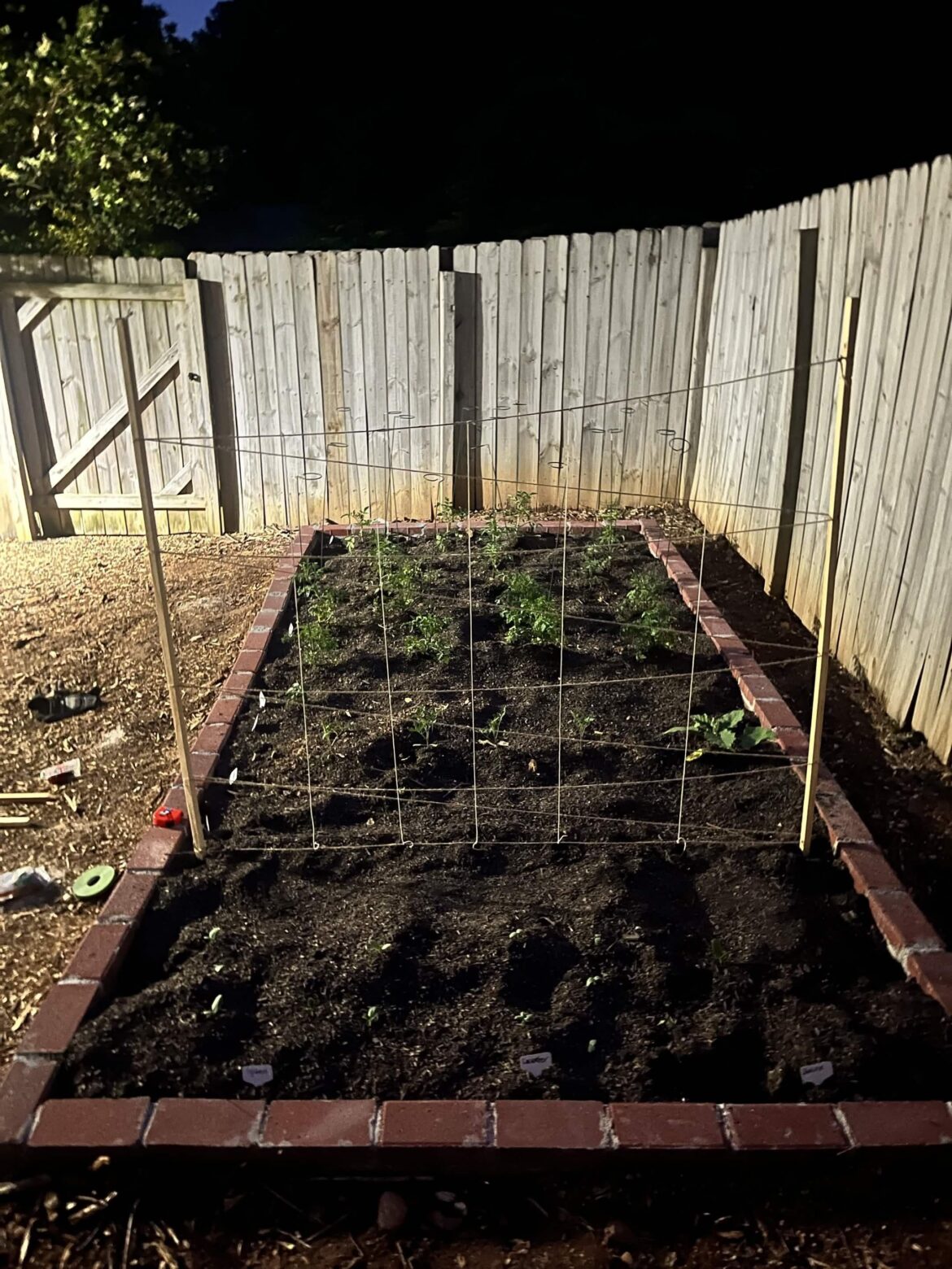 How does my bean trellis look?