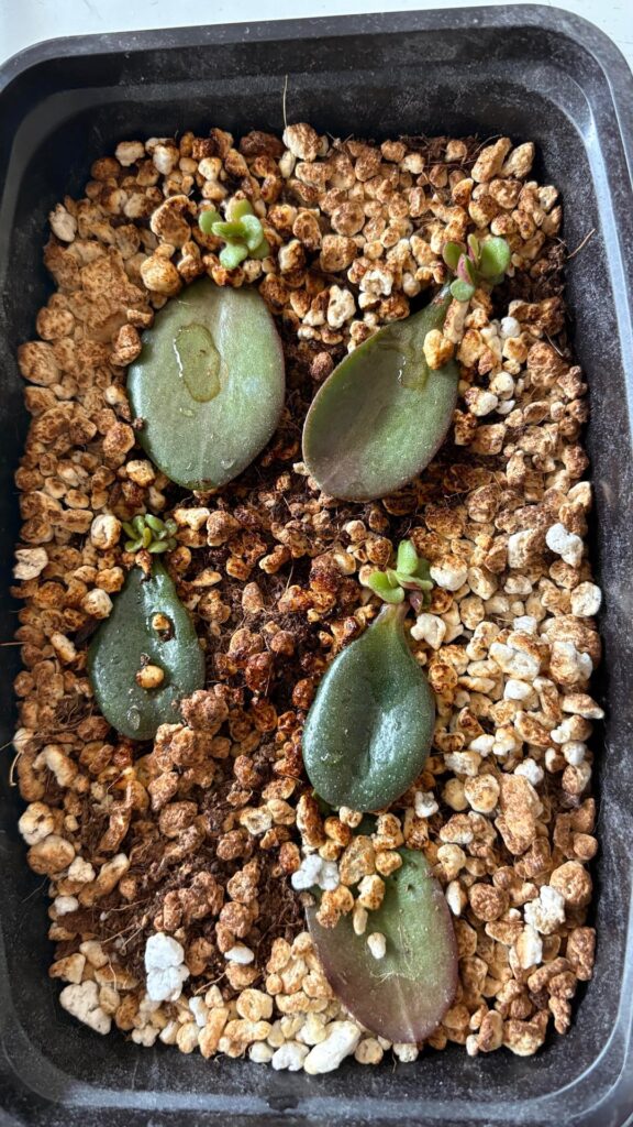 Are these ready for their own pot? First time propagating from jade leaves!