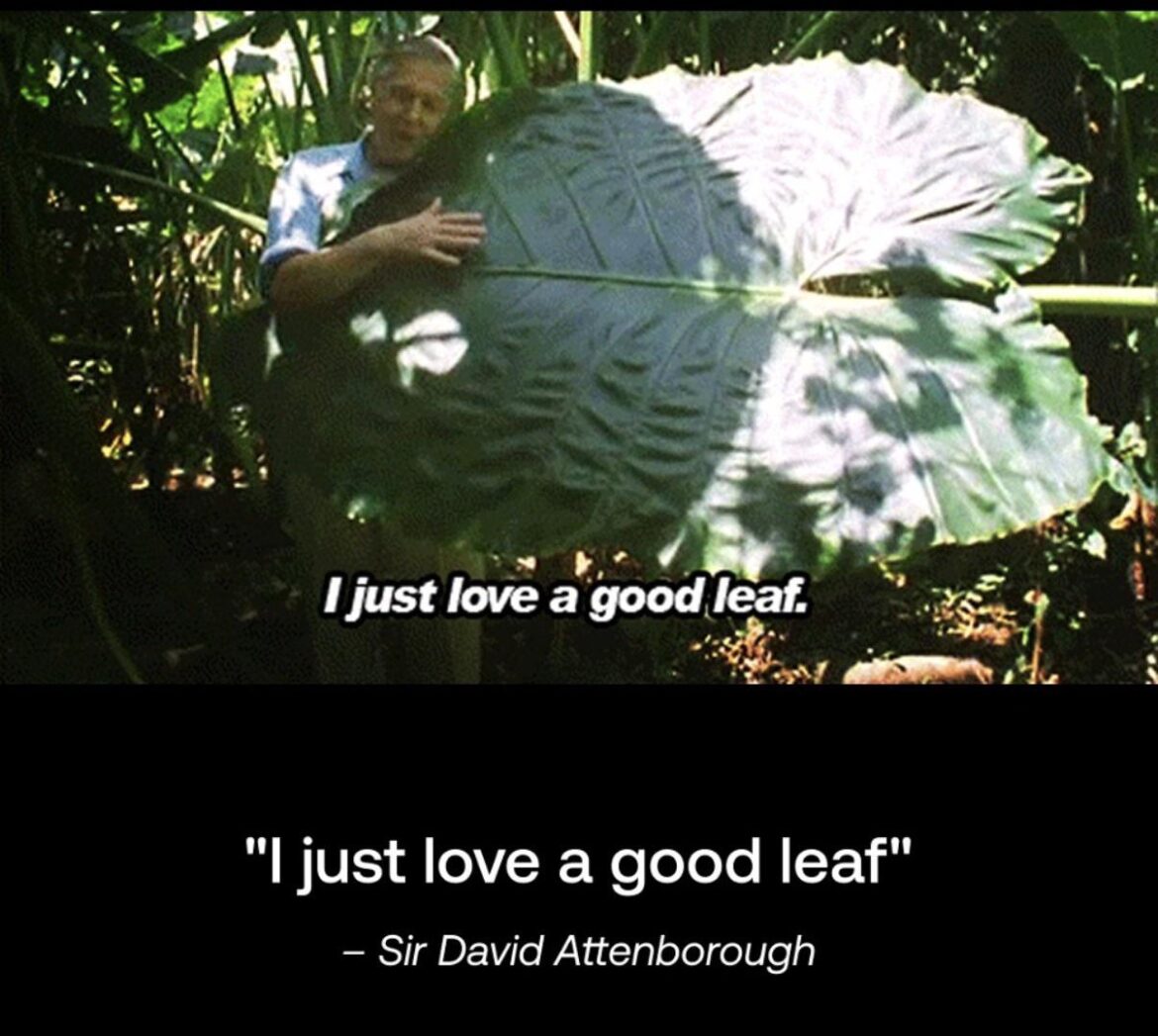 David Attenborough Leaf