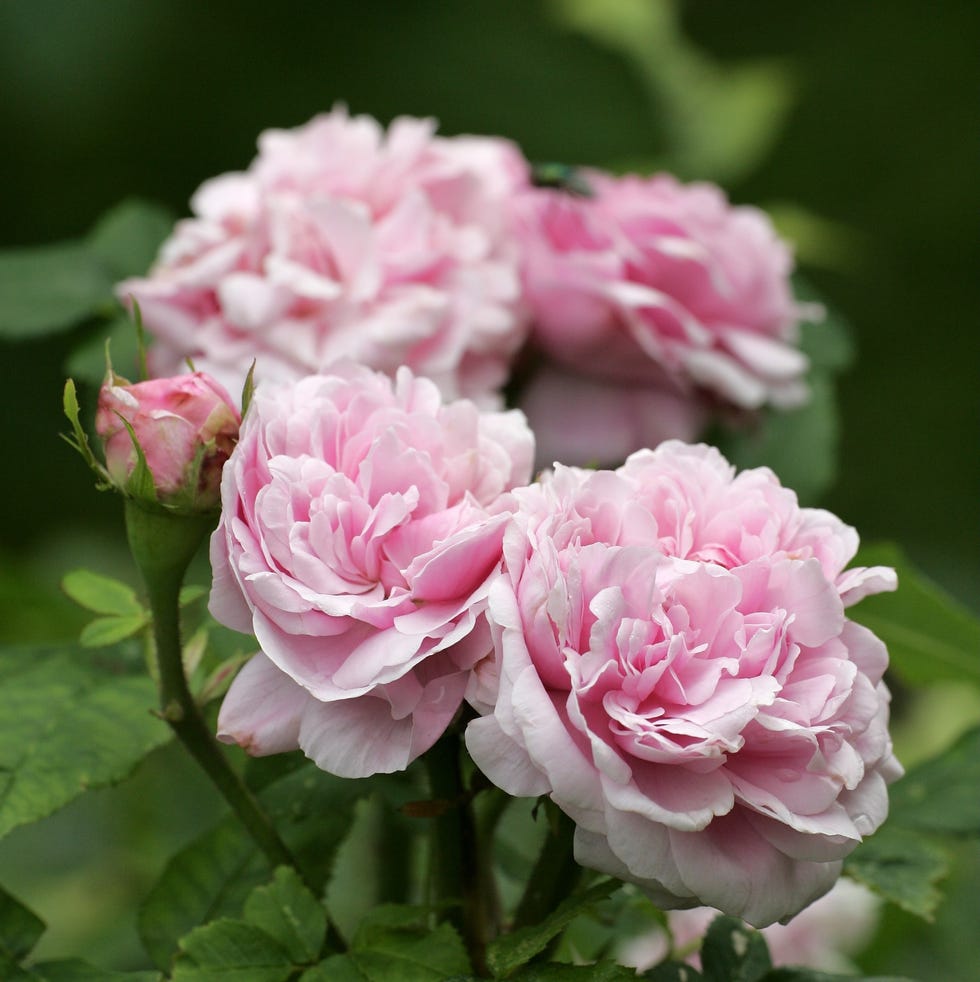 portlandrose sorte jacques cartier