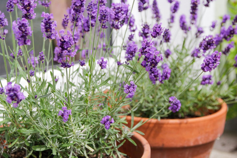 Lavender Lavender