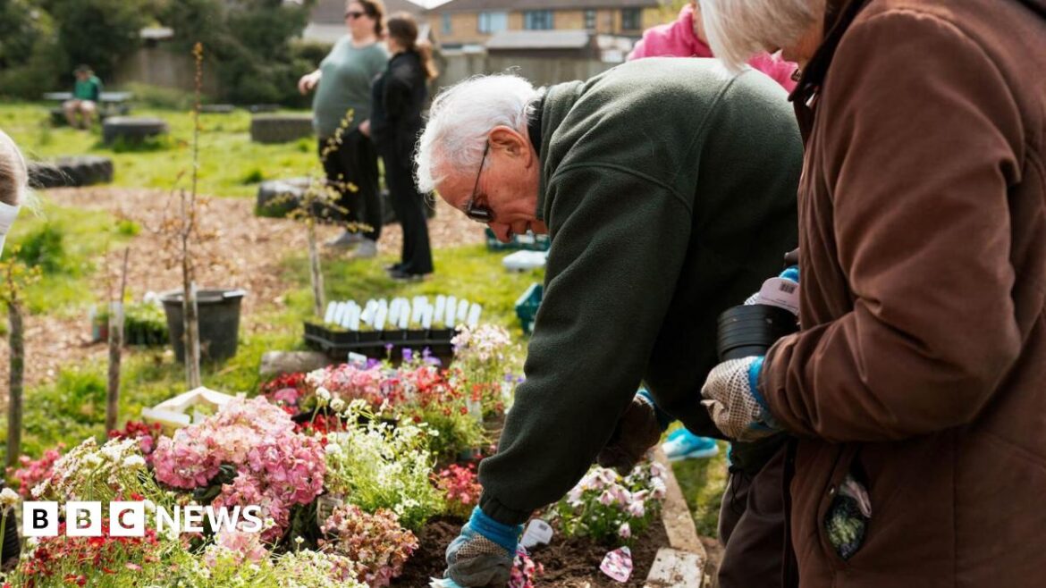 Community group shuts Bicester gardens over council dispute An elderly man bends down and tends a colourful array of flowers in the sunshine. He wears a black fleece and and has white hair and gardening gloves.