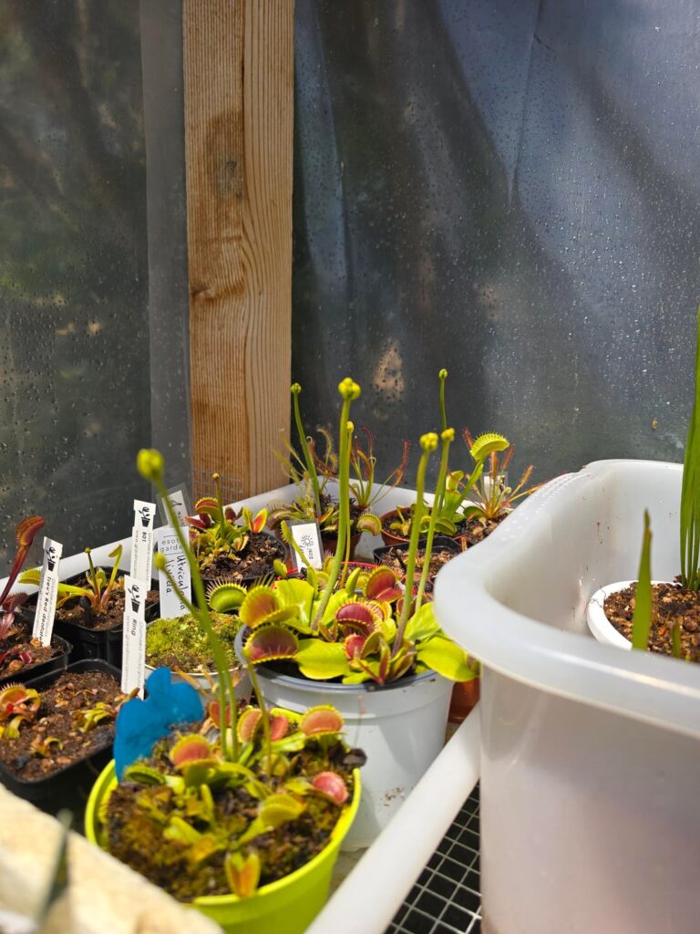 My largest flower stalk propagation attempt so far! 🤩 Wish me luck guys