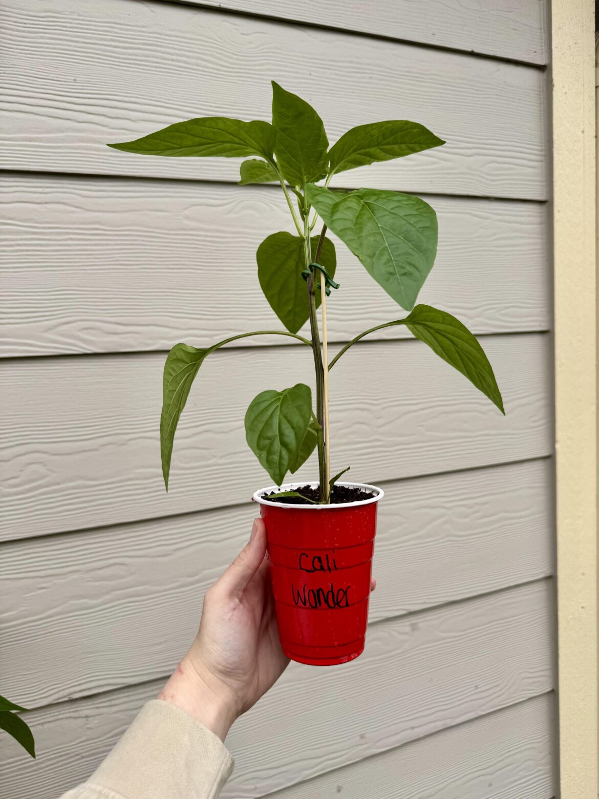 My first ever pepper from seed goes in the ground here momentarily! Wish it luck! My first ever pepper from seed goes in the ground here momentarily! Wish it luck!