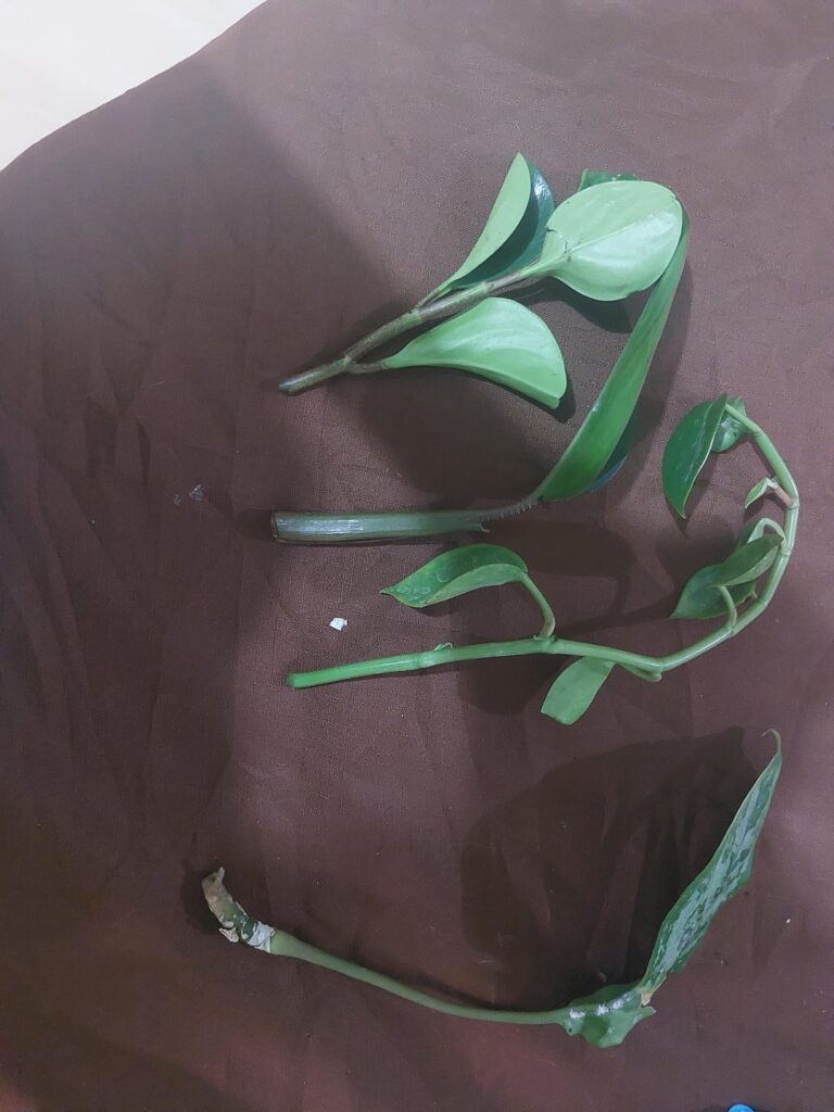 Will I be able to propagate these?