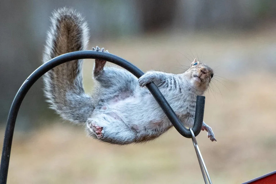 Physical barriers can help reduce squirrel damage in gardens and yards.Image via Getty Images&sol;Annmarie Young Photography